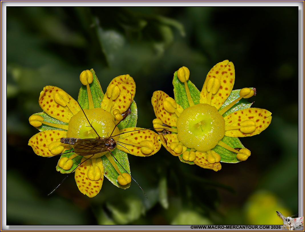 Saxifrages azo&iuml;des